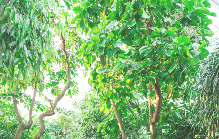 自然の力で、デトックス。